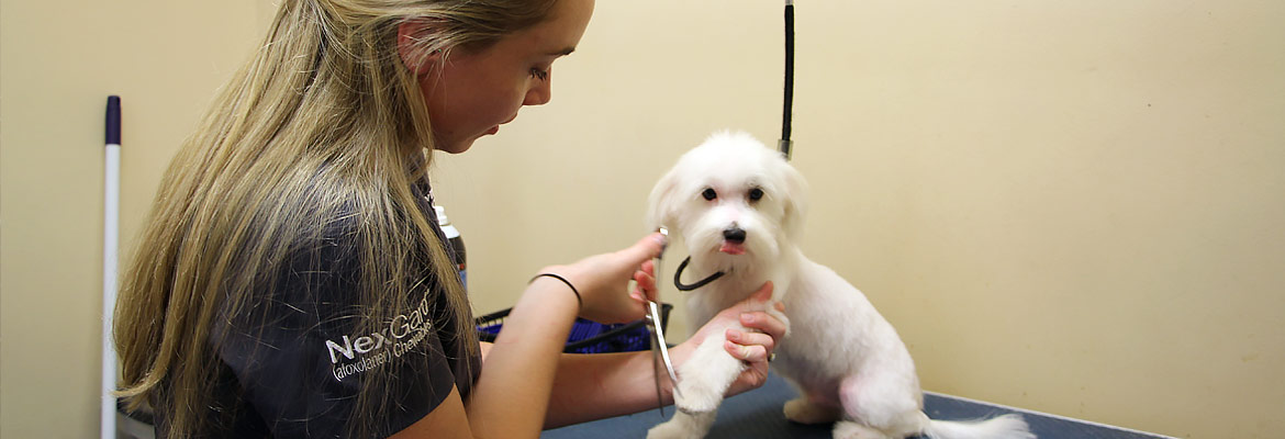 Grooming Picture